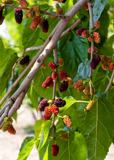 🍂 September Growing Guide: Transition to Fall Planting