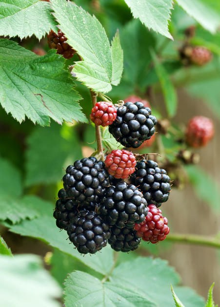 FAQs About Growing Low-Chill Blackberry Plants – Sow Exotic