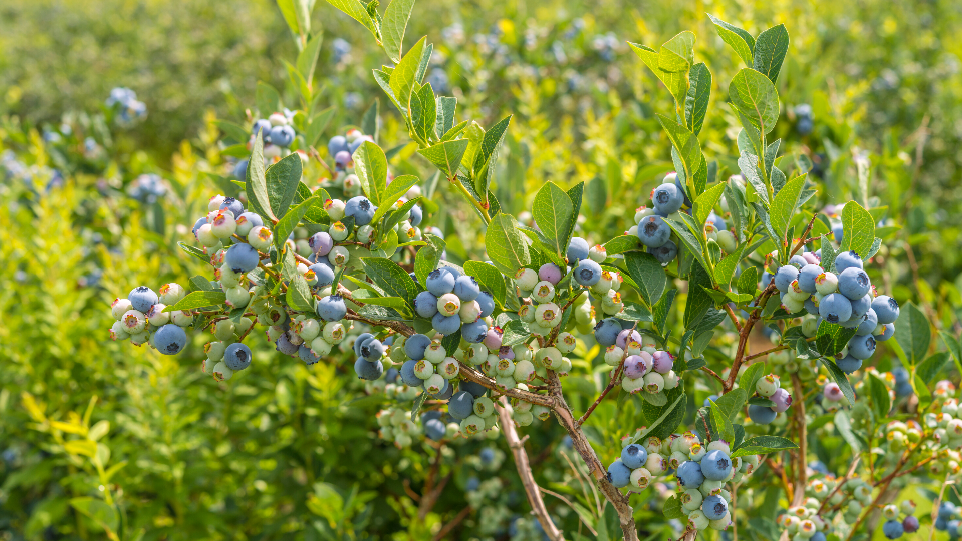 How to Grow Blueberry Plants  Sow Exotic