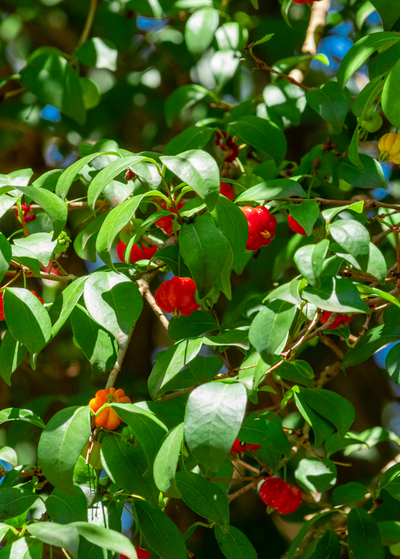 April Growing Guide: What to Grow in April (Zones 9+)