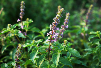 February Growing Guide: Planting & Preparing for a Thriving Season 🌿