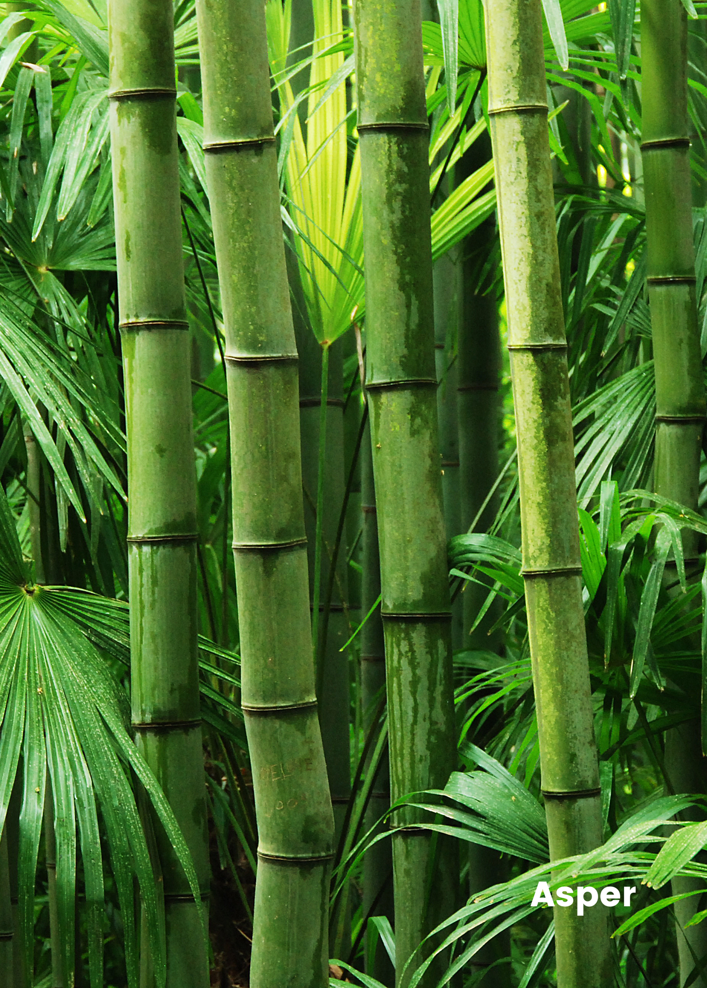 Edible Bamboo