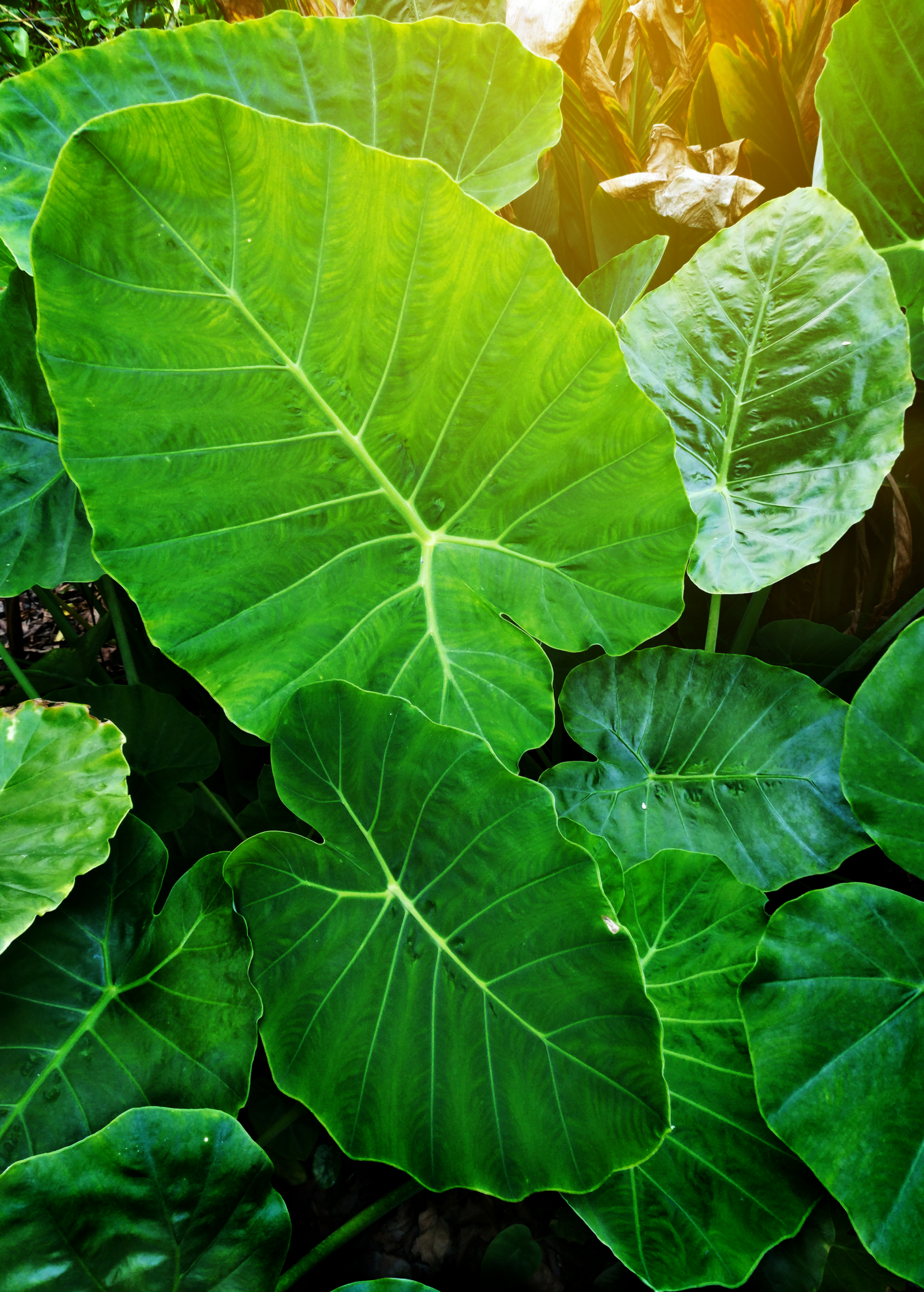 Taro Plants for Sale | SowExotic.com – Tagged 