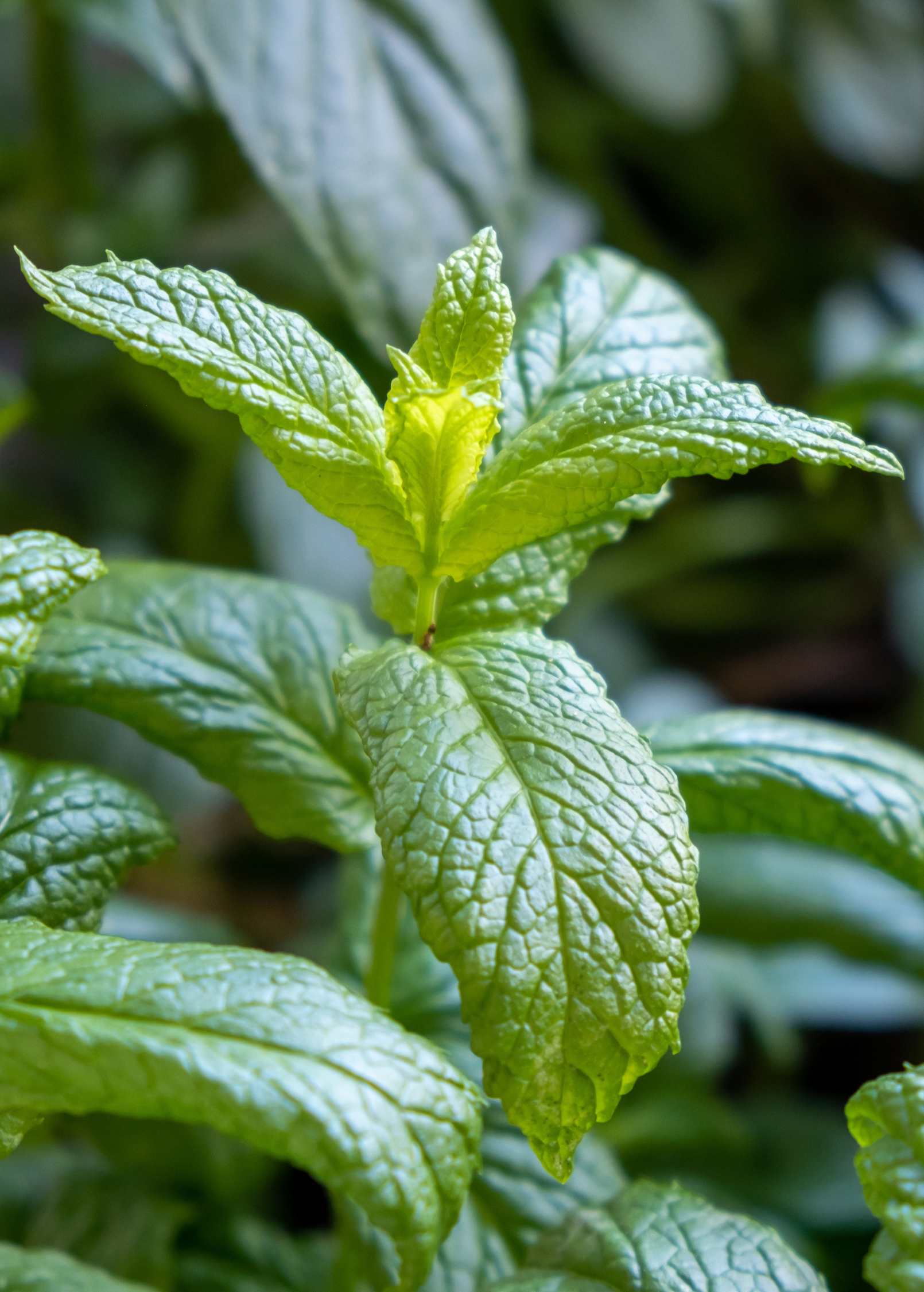 Mint Plants for Sale | SowExotic.com – Sow Exotic