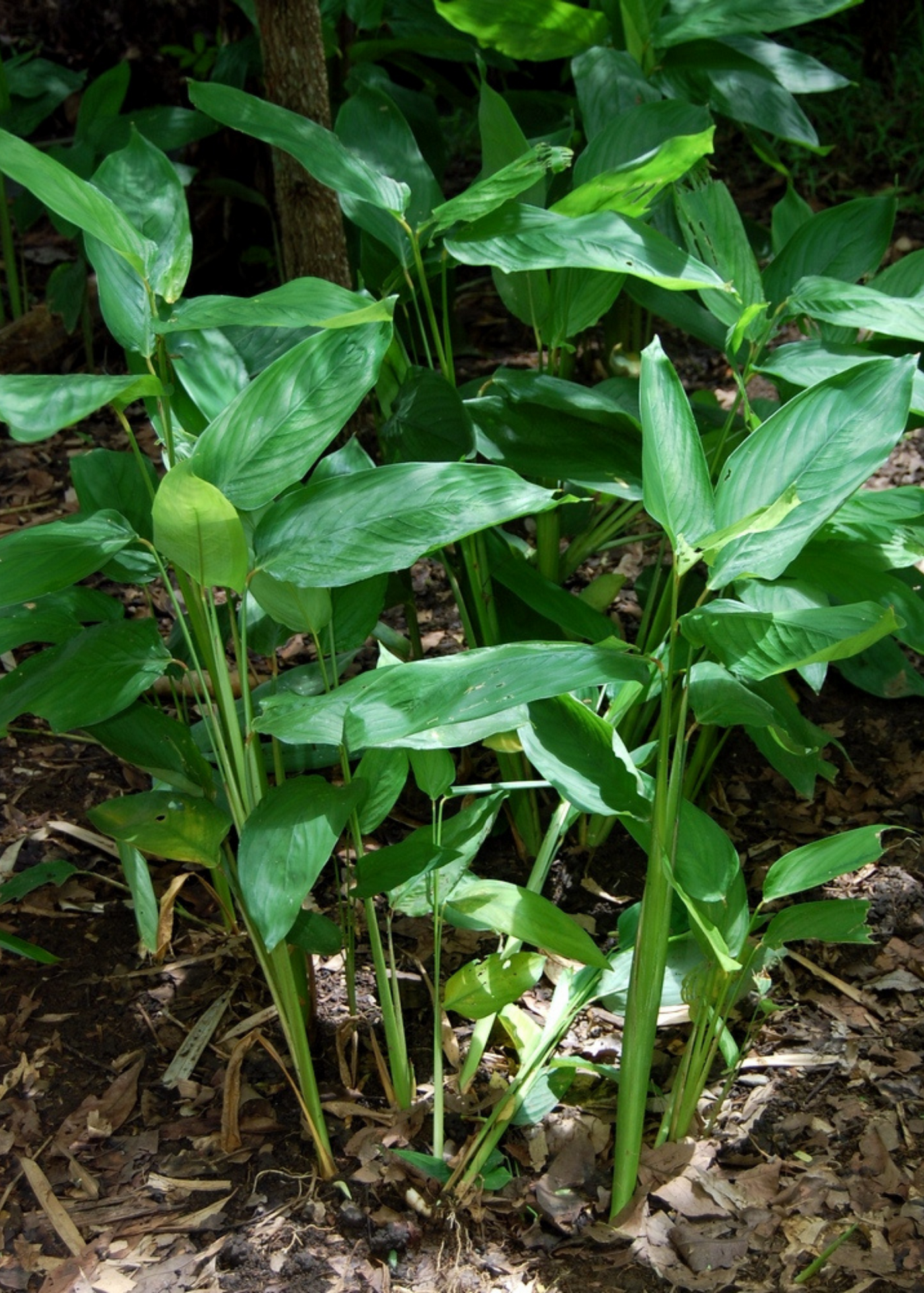 Arrowroot Rosho Arrowroot Plants For Sale | SowExotic.com – Sow Exotic