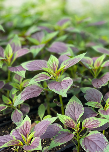 Native spinach plant for sale
