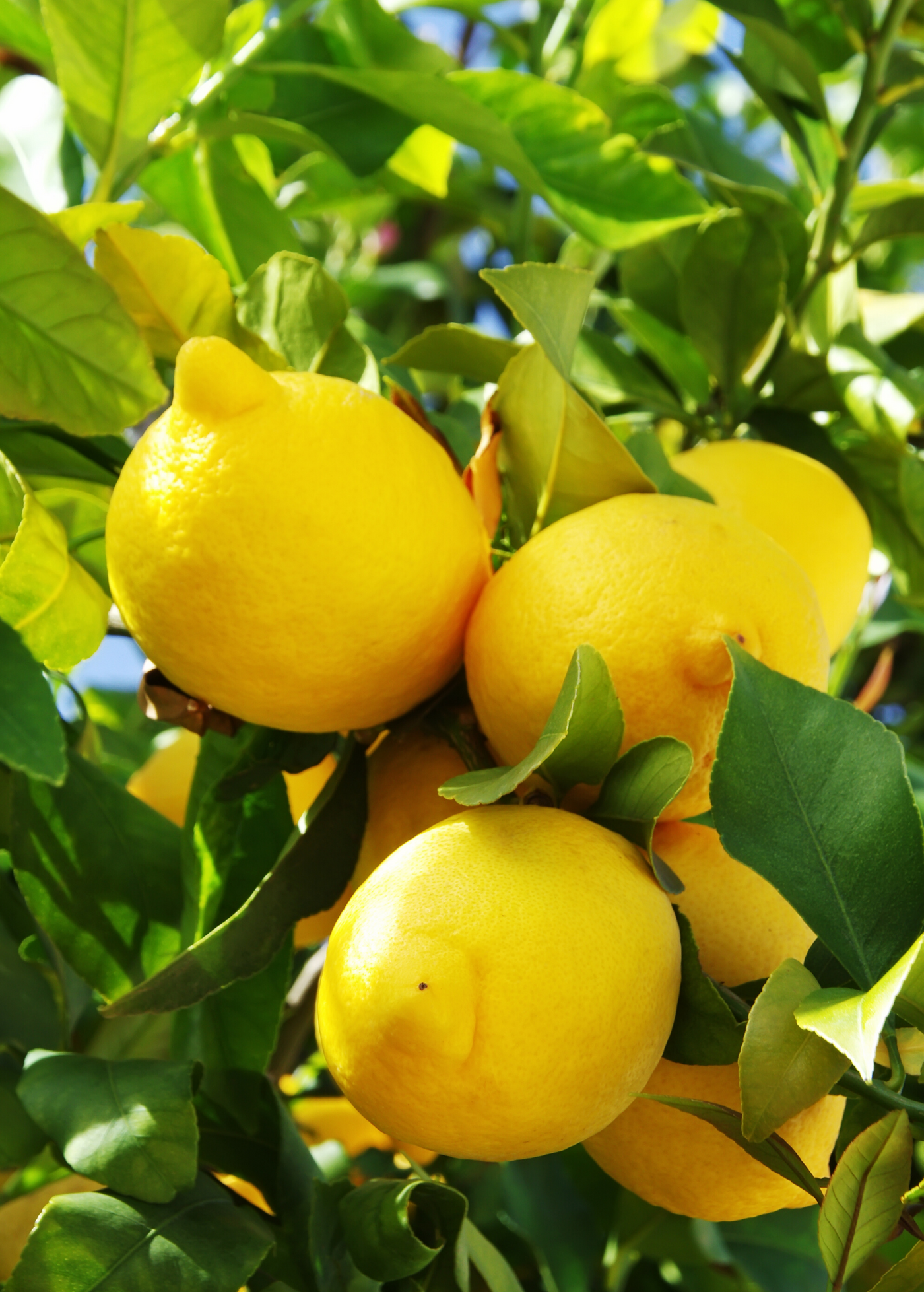 Supplies for Growing Citrus Trees
