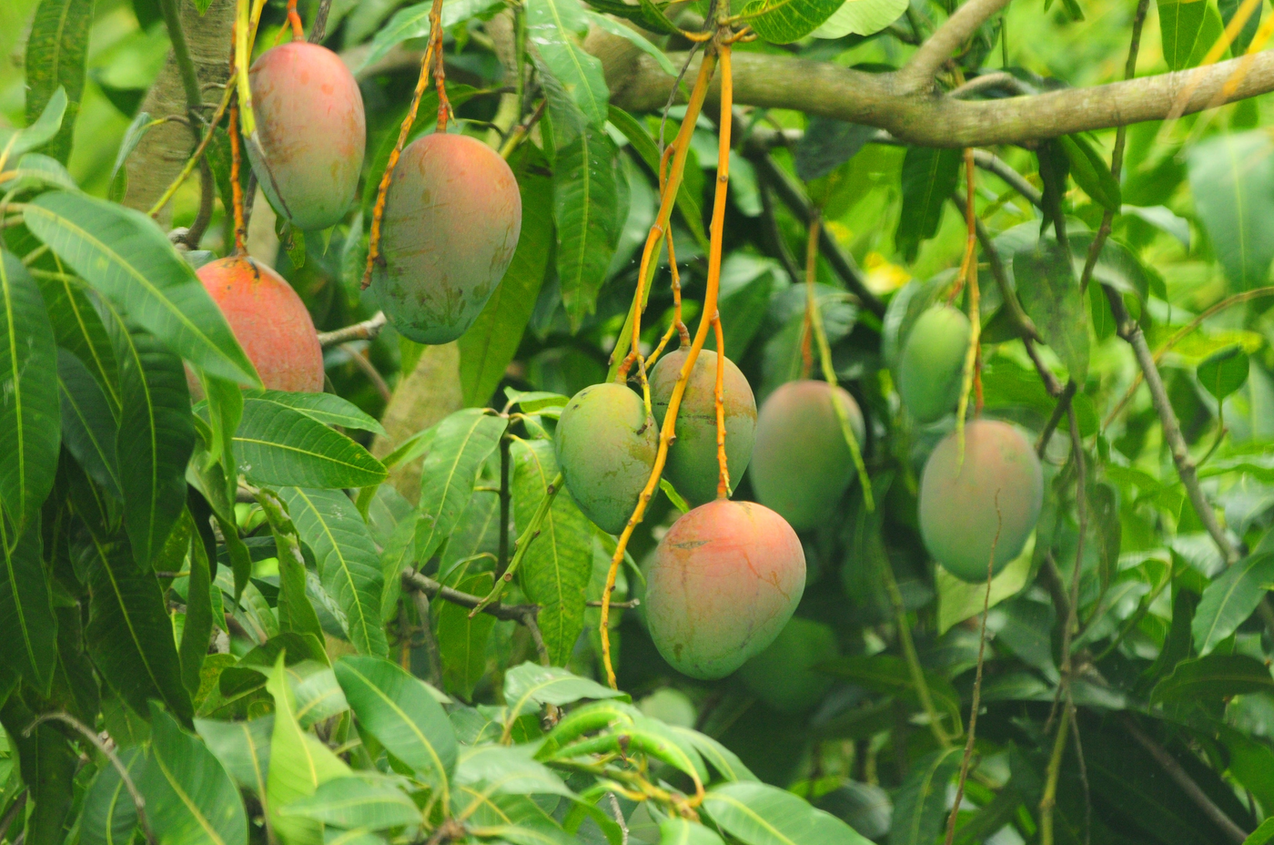 Fmango Trees Mango Trees For Sale - SowExotic.com β Sow Exotic