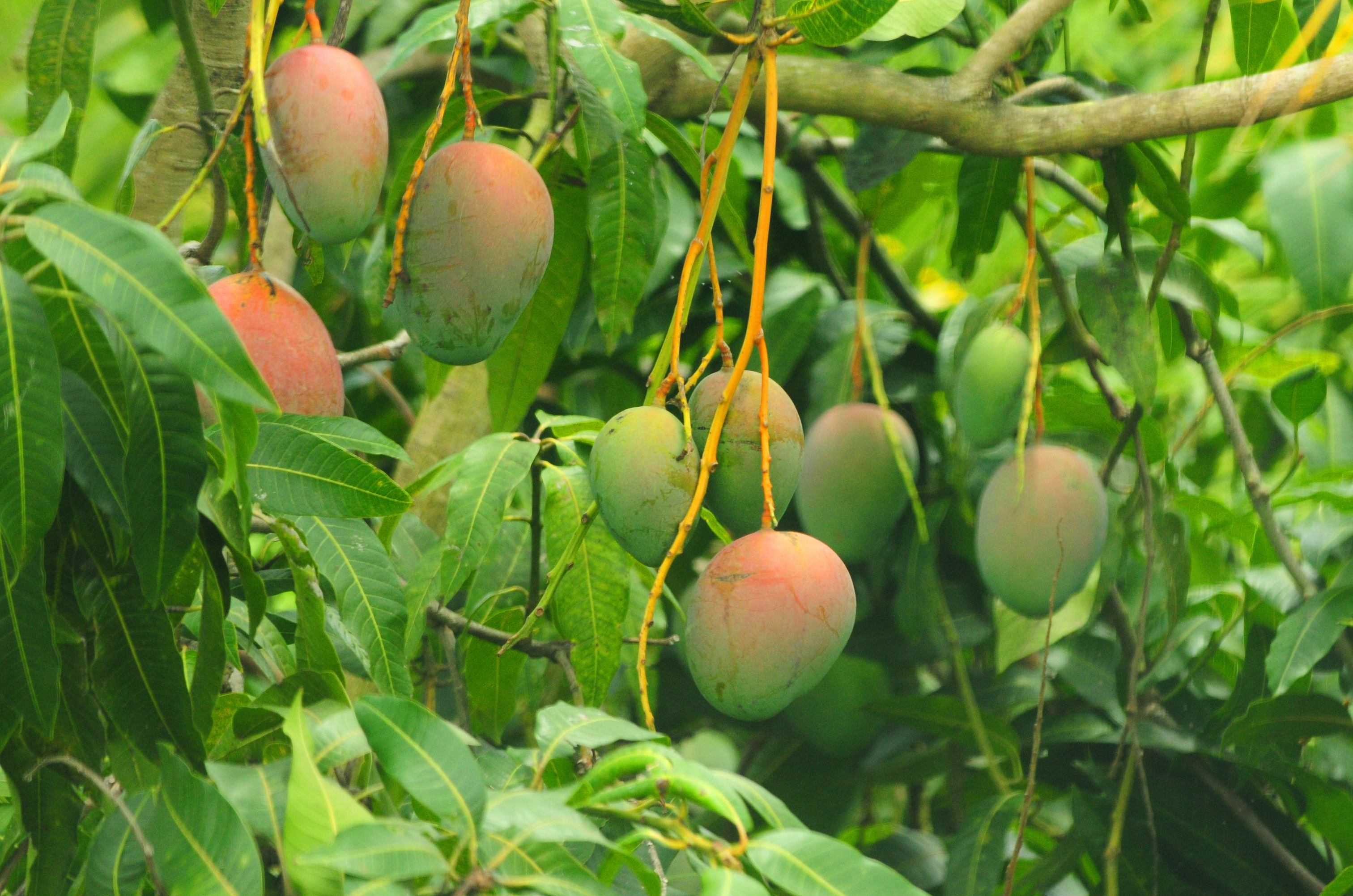 Mango Tree Line Tree Mango Fruit Tree