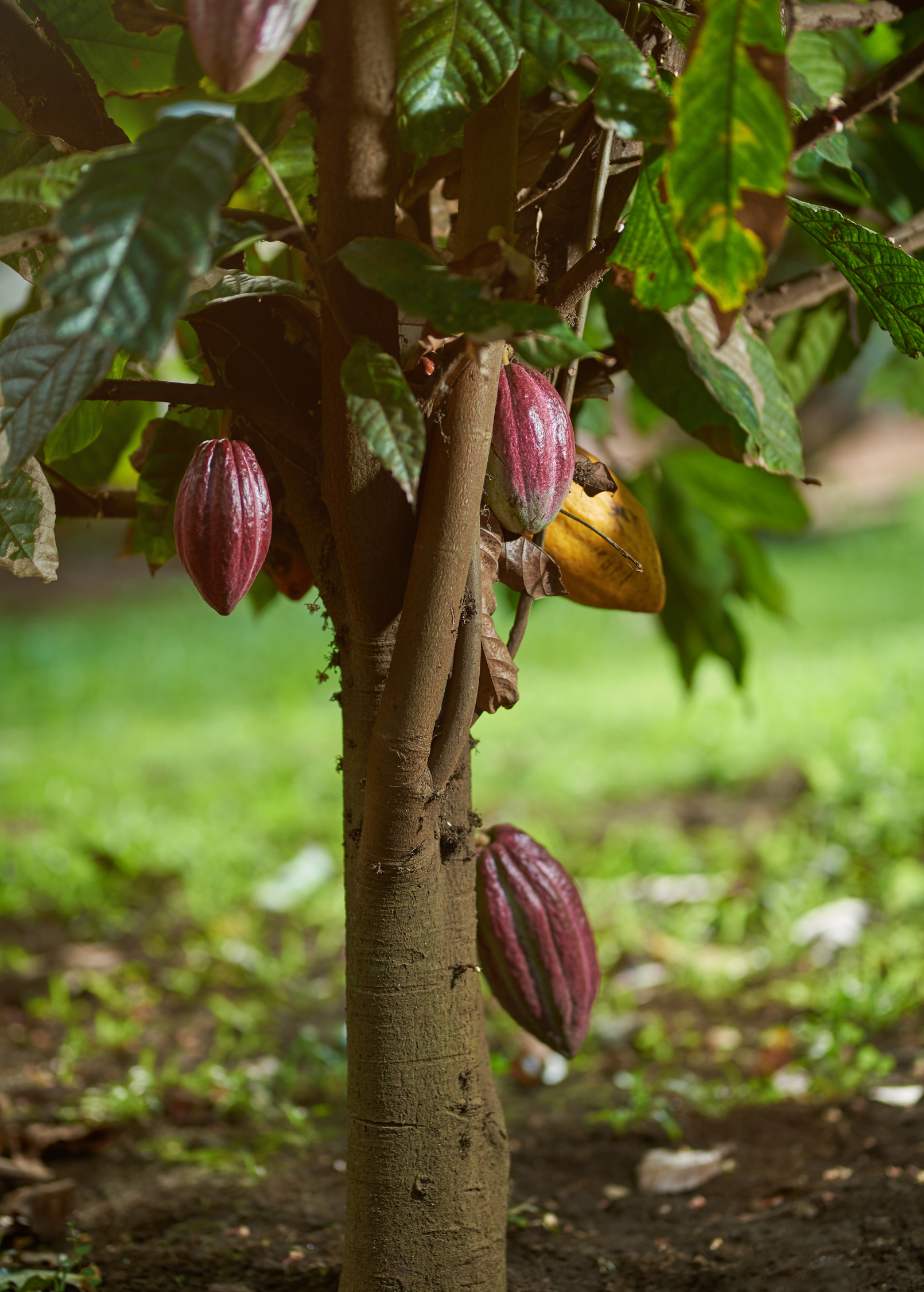Cacao Plants for Sale | SowExotic.com  Tagged "Cacao" Sow Exotic