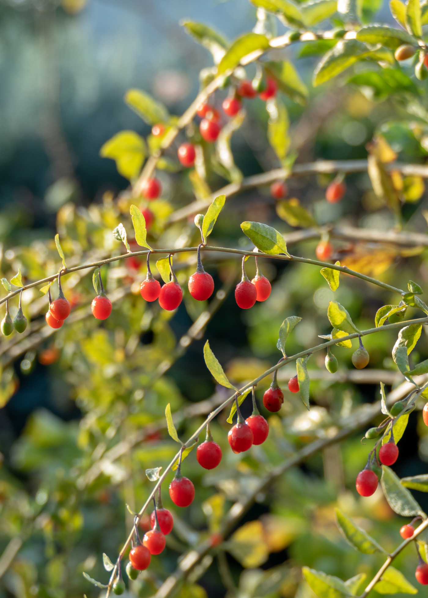 Goji Berry