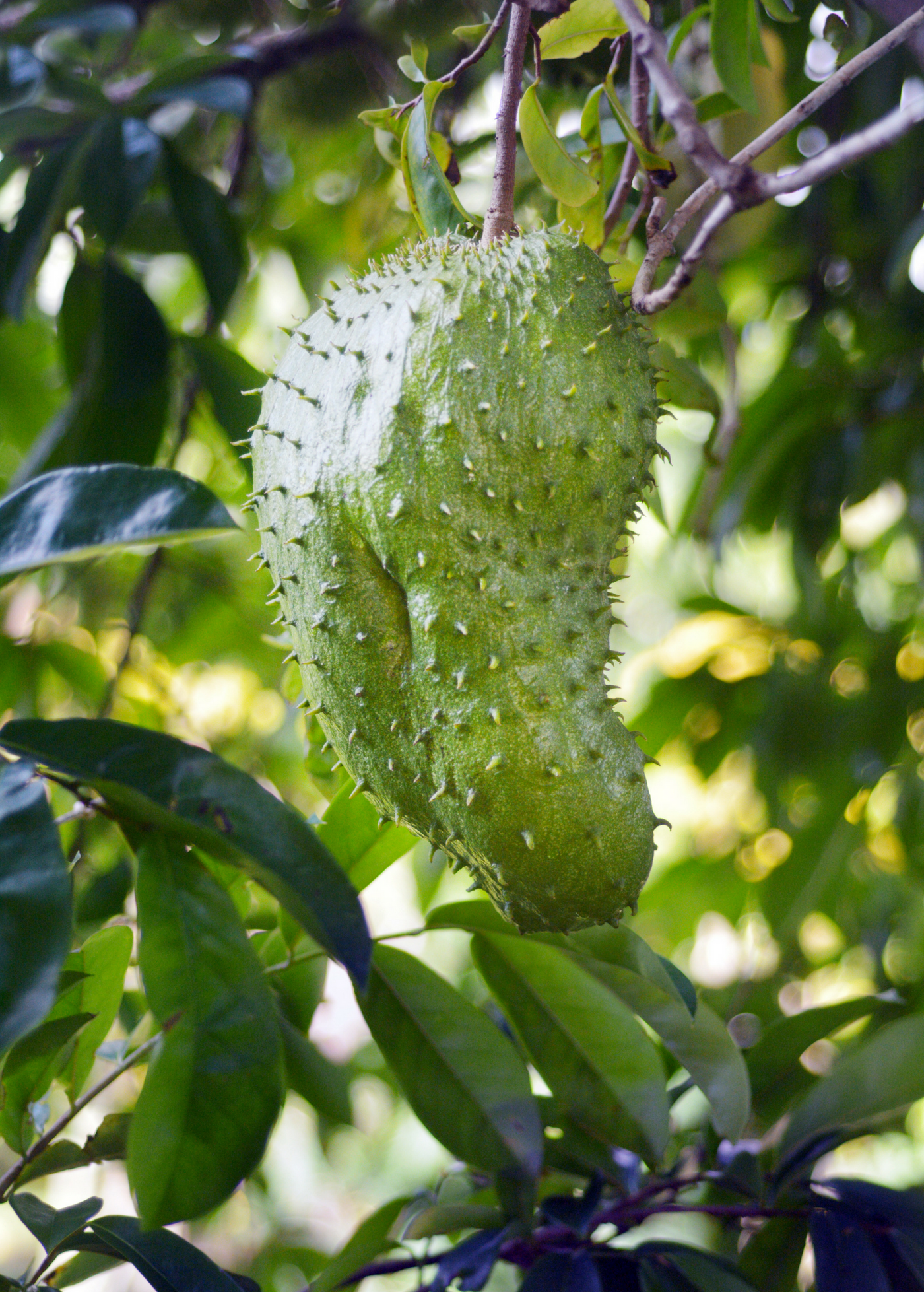 Soursop