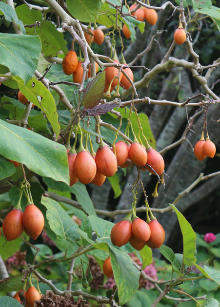 Tree Tomato Plants for Sale | SowExotic.com – Sow Exotic