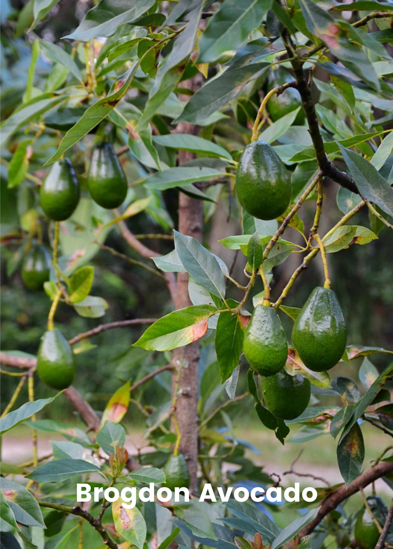 avocado.112312様専用 【公式通販】 avocado.112312様専用 【公式通販】