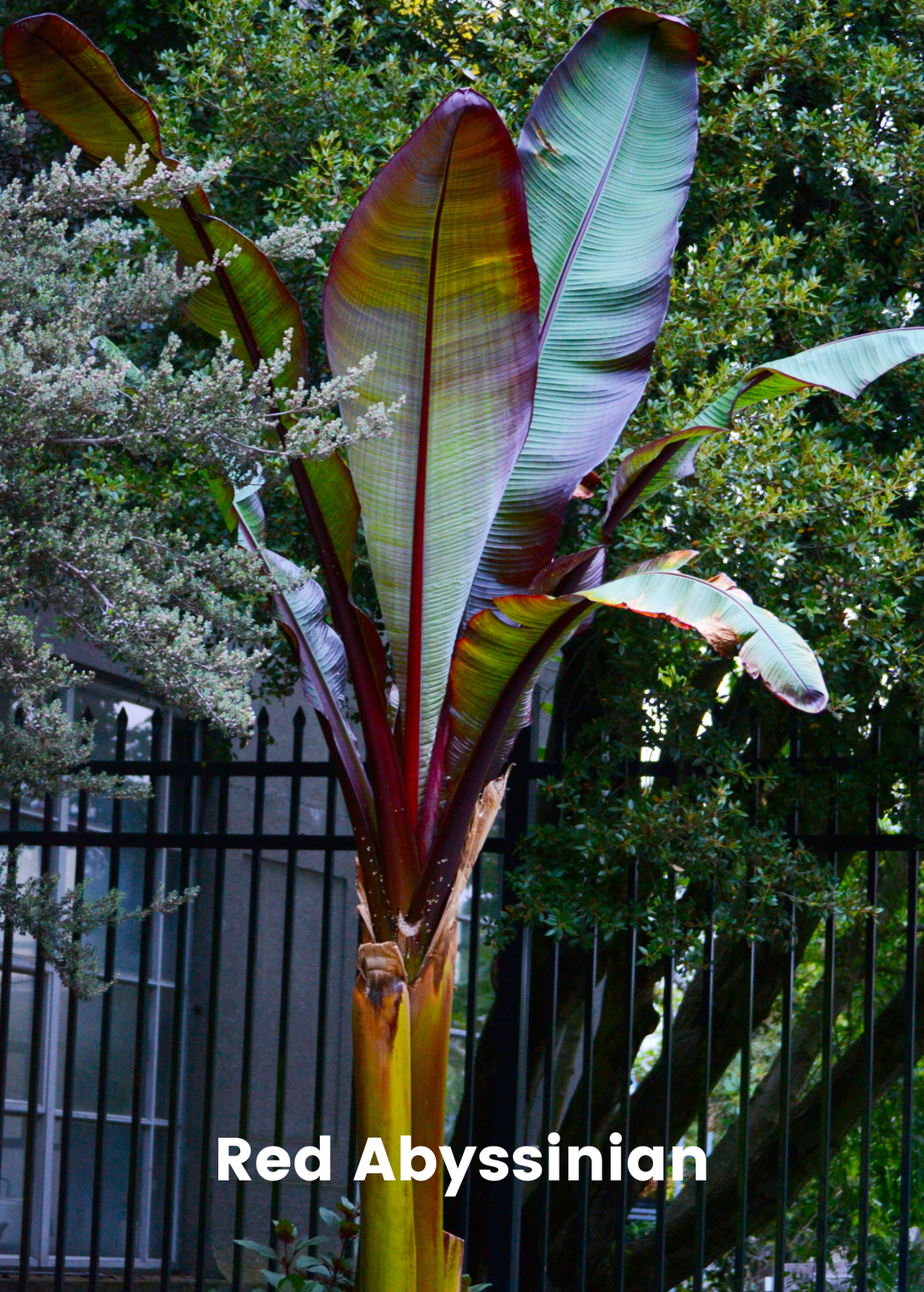 indoor red banana plant Banana Bundle: Siam Ruby, Blood Banana, Dwarf Cavendish & Red Abyssini – Sow Exotic