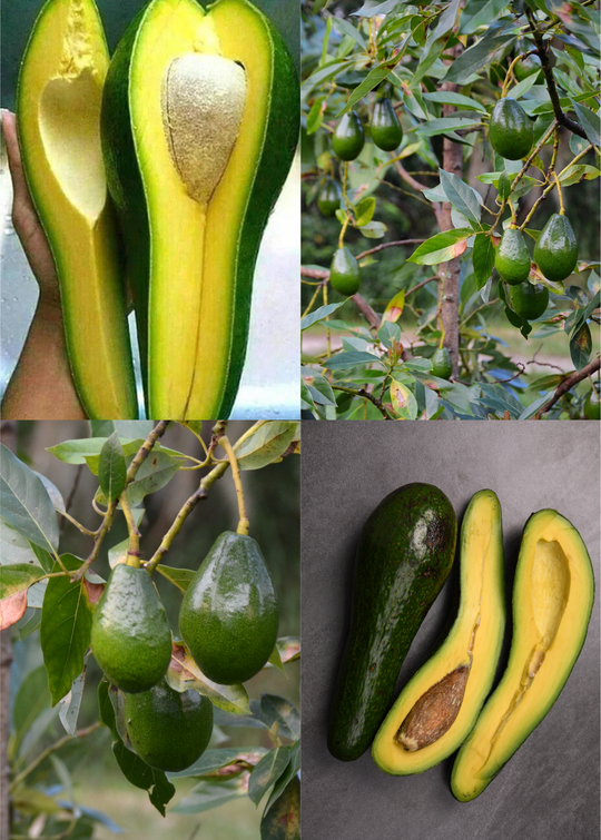 【avocado先生】 3_4_ed2b1e79-d40e-4775-8ae9-