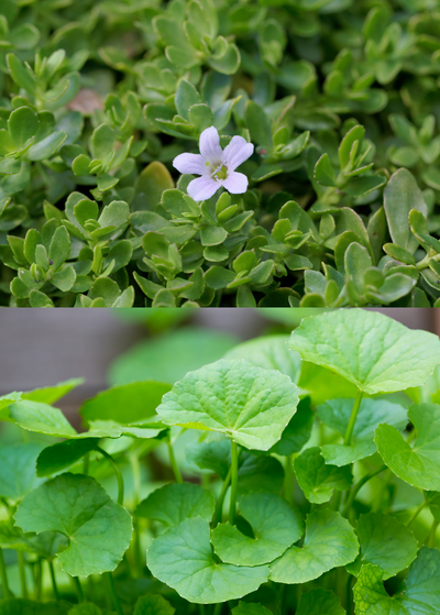 horizontally split image - top image shows tiny succulent leaves and small white flower of brahmi - bottom shows reniform leaves of gotu kola