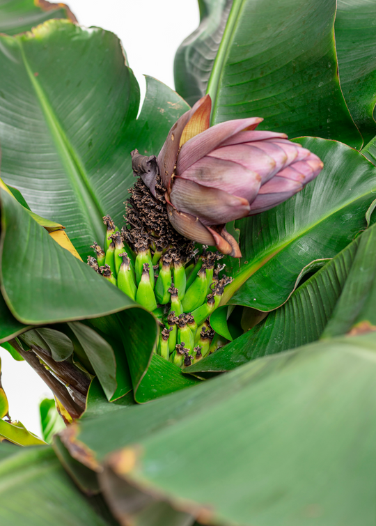 cavendish plant Dwarf Cavendish Banana Fruit Tree