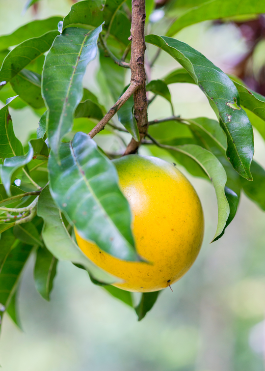 熱帯果樹】アビウ（Pouteria caimito） 接木苗 熱帯果樹】アビウ