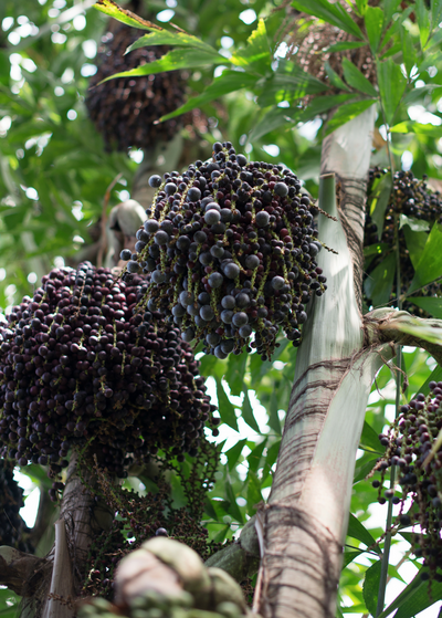 Three large clusters of  deep blue-purple acai berries hang from palm tree