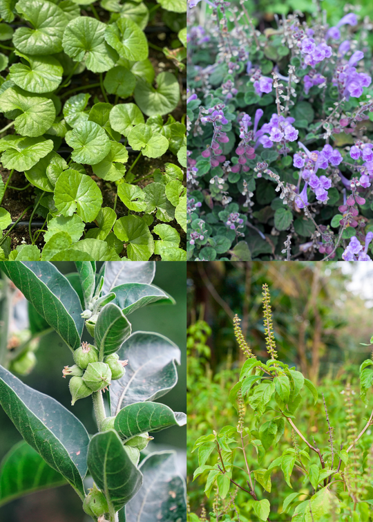 adaptogen plants Adaptogen Herb Bundle: Gotu Kola, Skullcap, Ashwaghanda, Tulsi Plants for  Sale