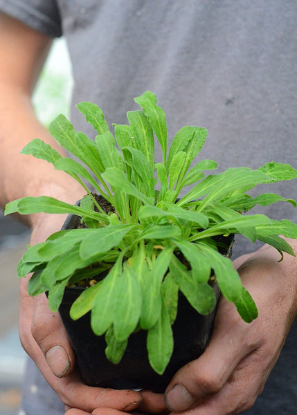 African Dream Root Plant for Sale
