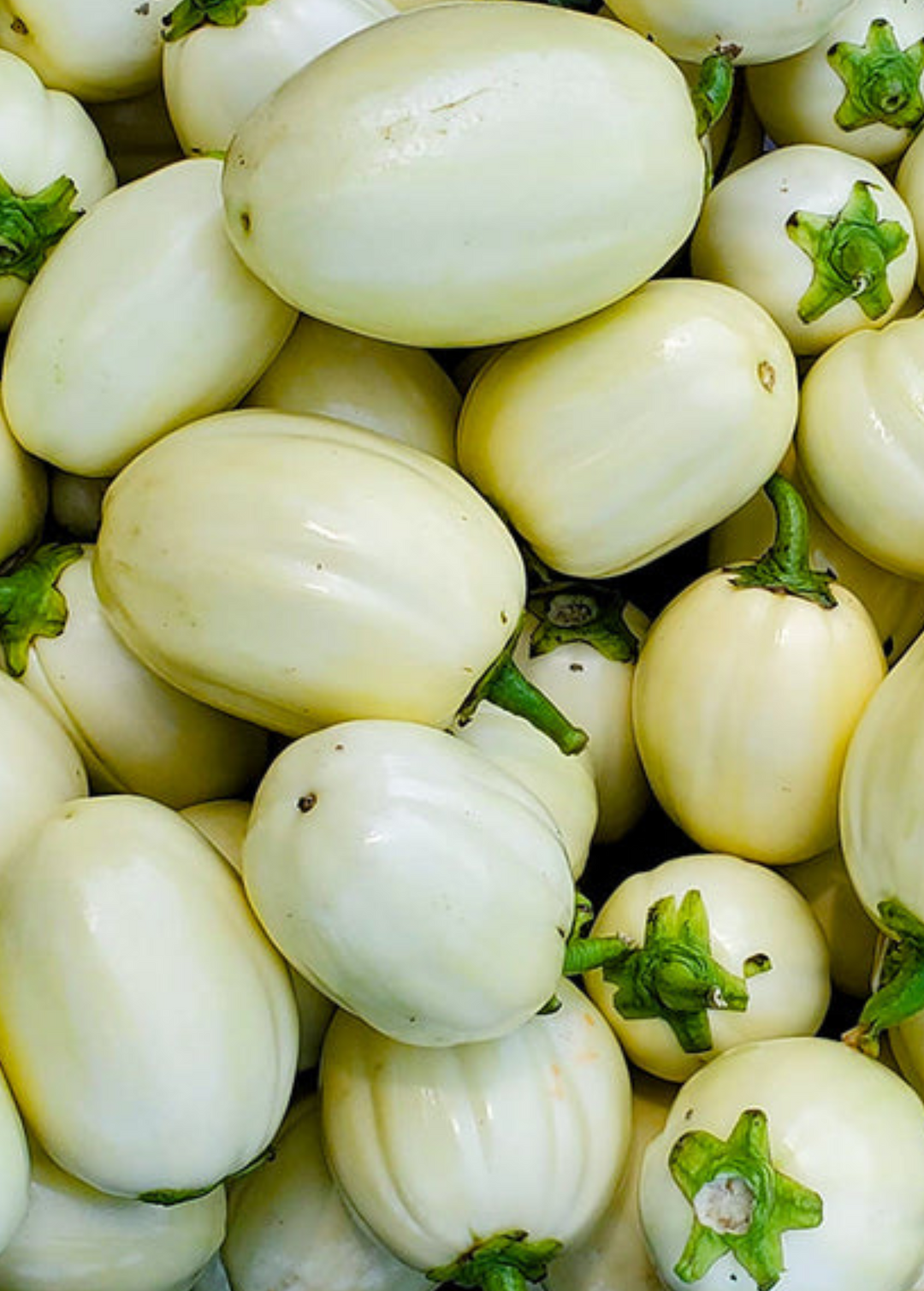 Rare African Eggplant Plant for Sale -SowExotic.com – Sow Exotic