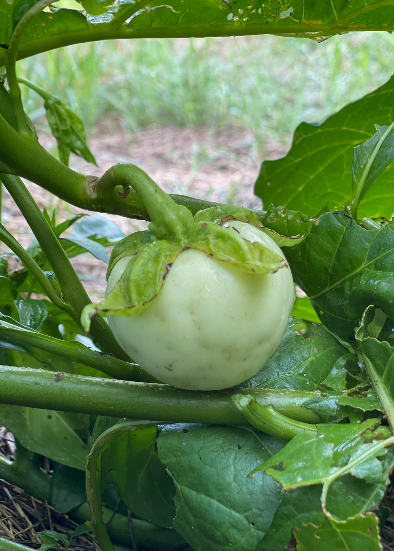 succulent eggplants Rare African Eggplant Plant for Sale -SowExotic.com – Sow Exotic