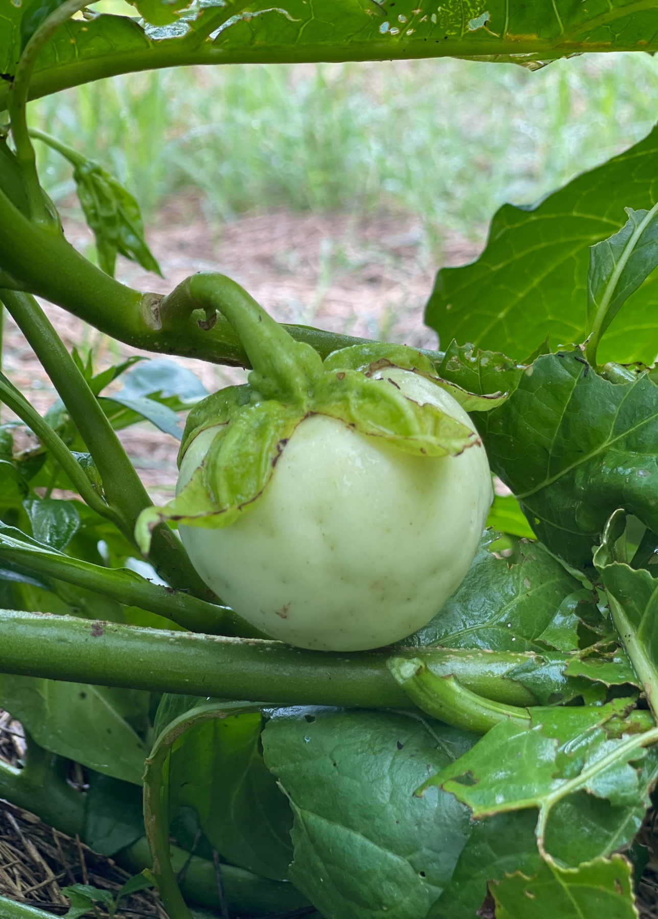 Rare African Eggplant Plant for Sale - – Sow Exotic