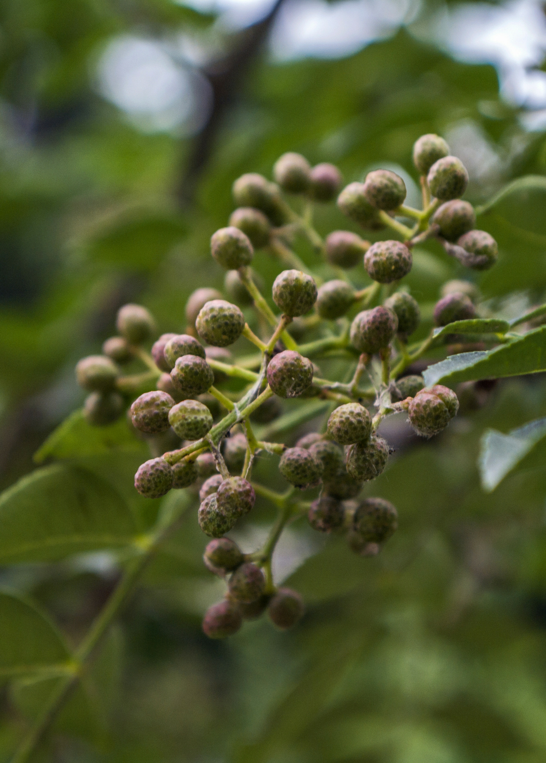 Pimenta Dioica Tree