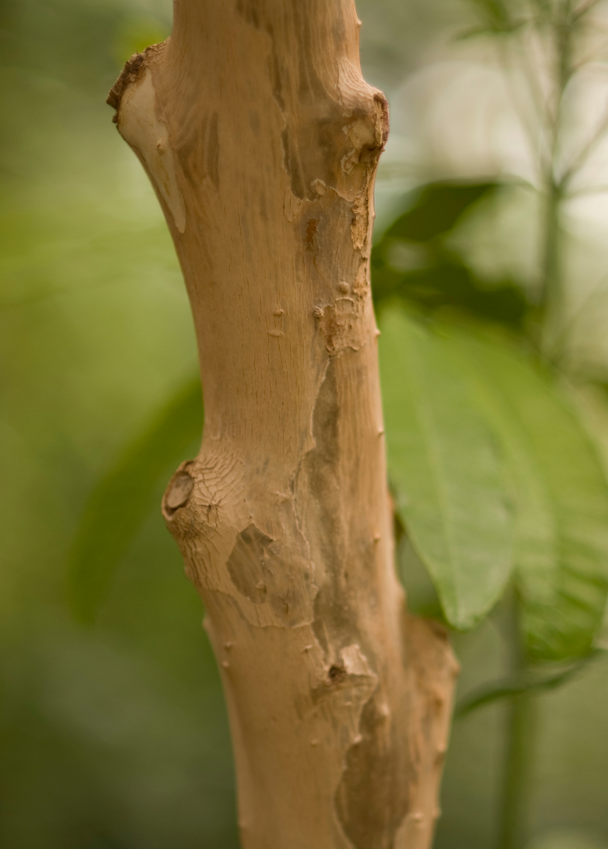 Allspice Trees for Sale - SowExotic.com – Sow Exotic