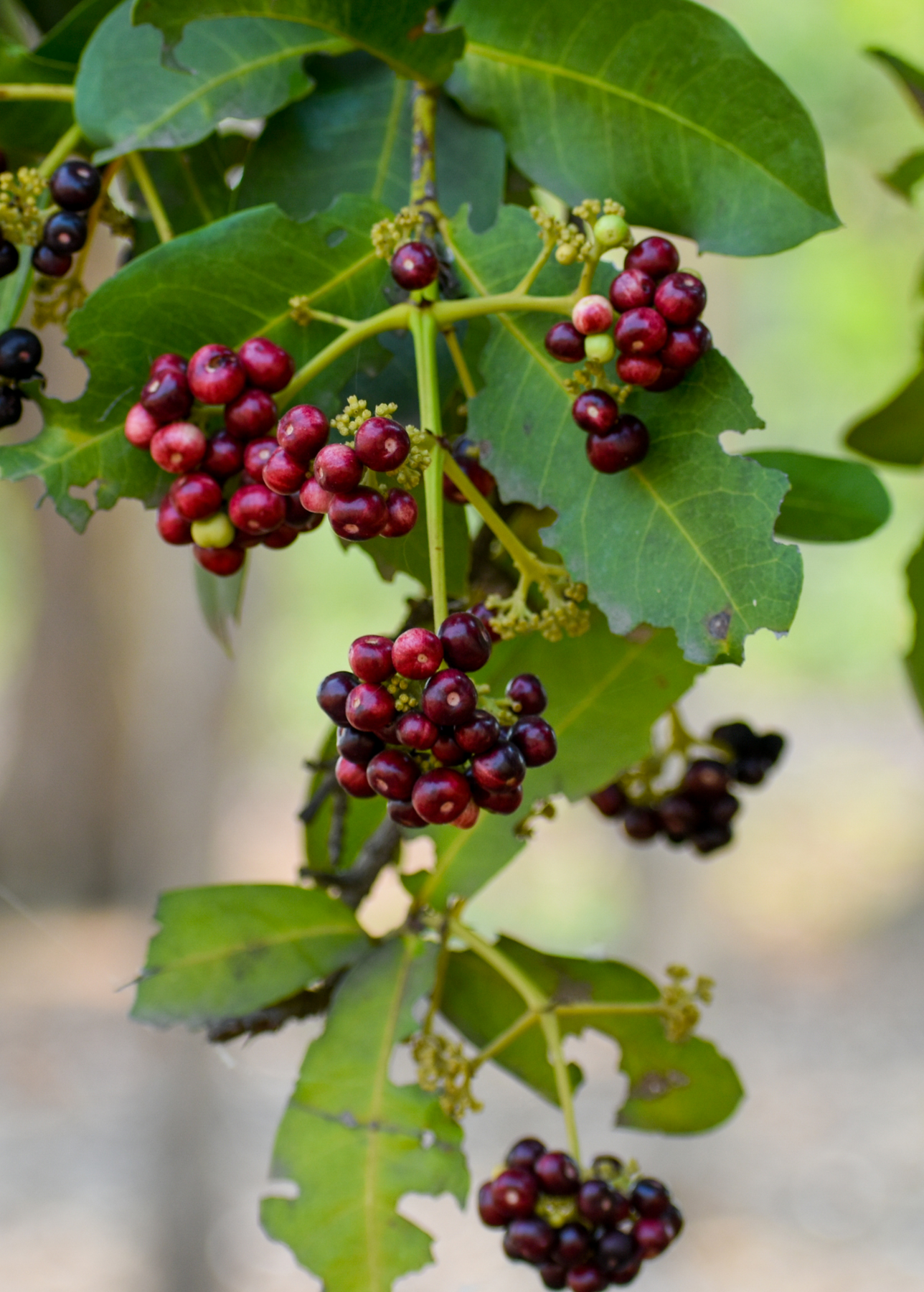 Pimenta Dioica Berries