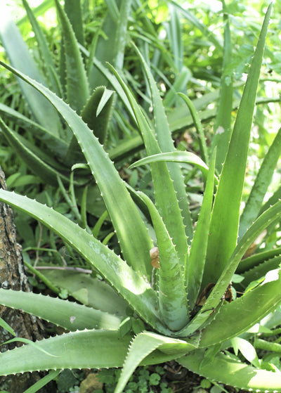 two mature aloe vera plants planted next to each other