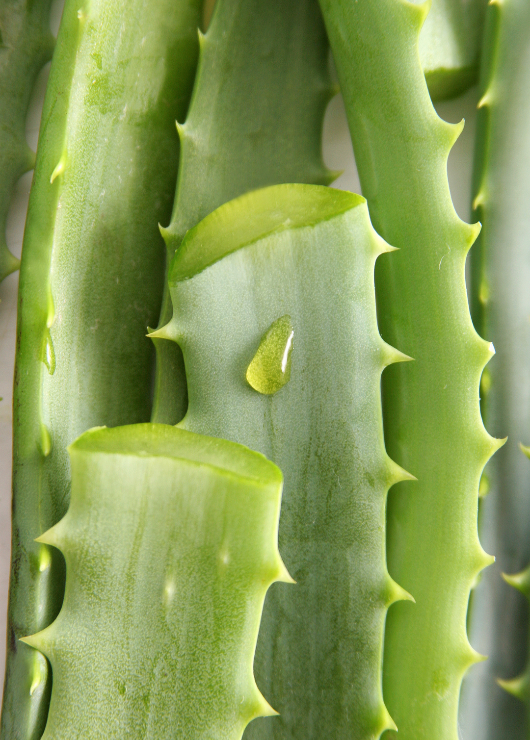 aloe vera tree for sale Aloe Vera Plant for Sale