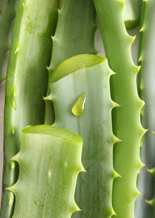 aglaonema snow white Aglaonema Spring Snow – Greenvenao