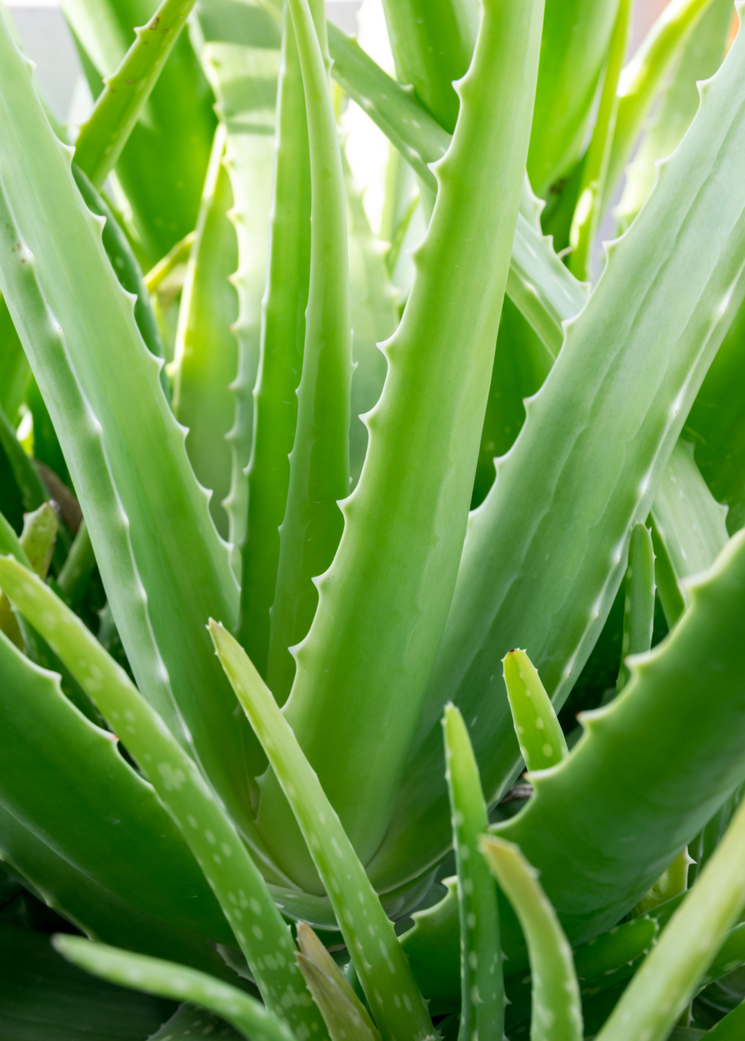 aloe vera price plant Aloe Vera Plant for Sale