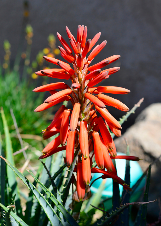 Aloe Vera Plant for Sale - SowExotic.com – Sow Exotic