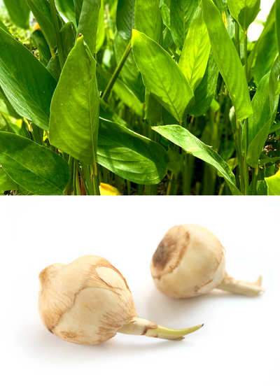 horizontally split picture - top half shows eliptical leaves in sunlight - bottom half shows rounded bulbs with green shoots