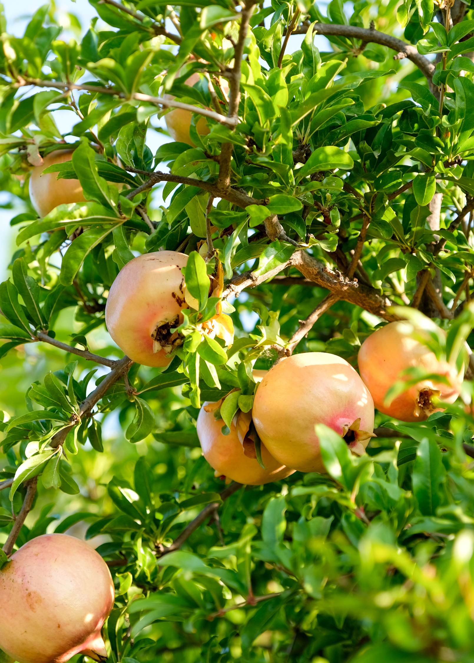 AzadiPomegranateTreesForSale-