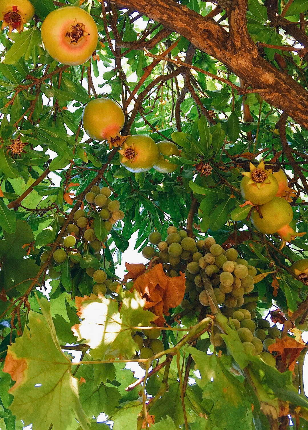 Azadi Pomegranate Trees For Sale