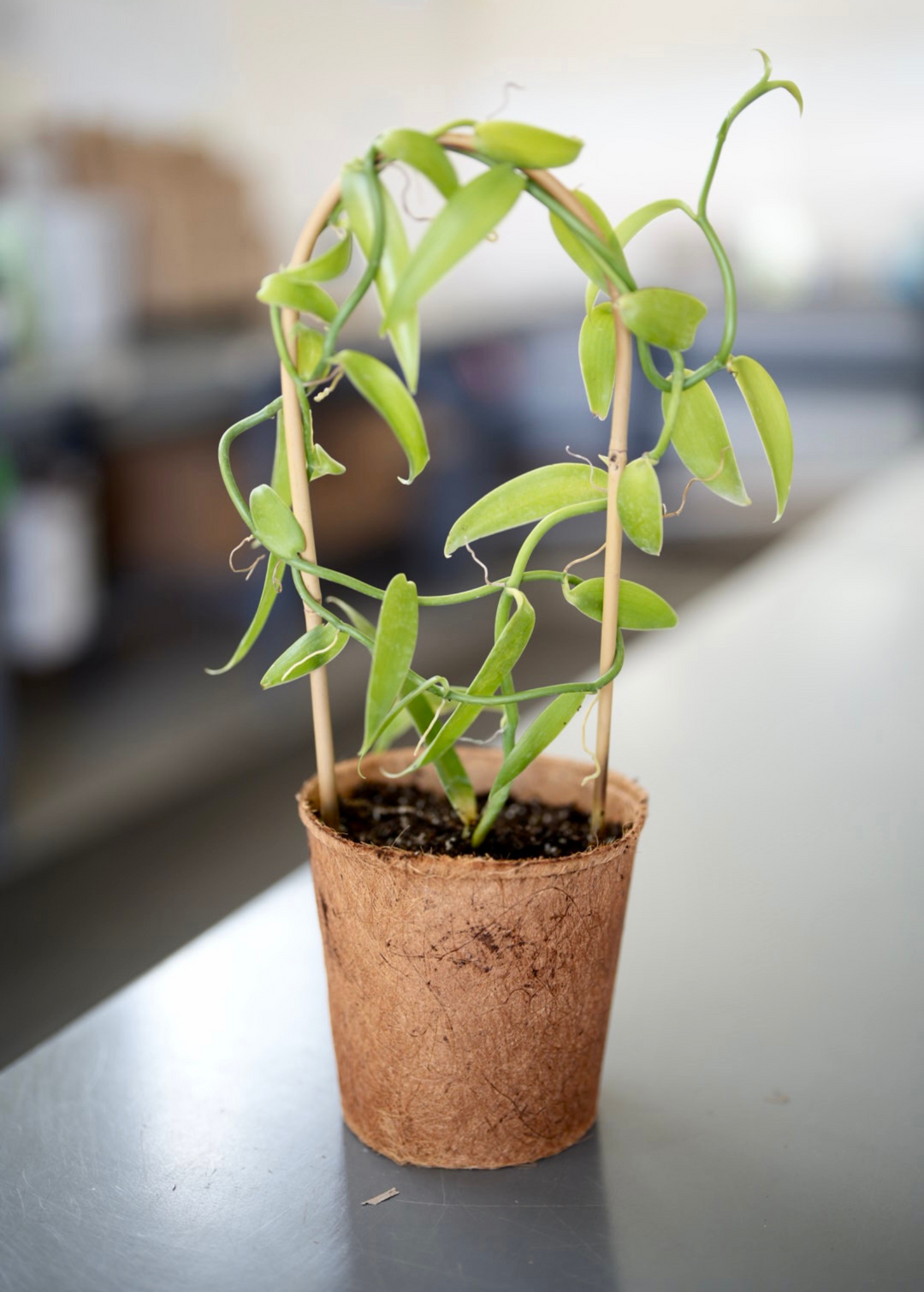 vanilla house plant Vanilla Bean Orchid | Rare Fruiting Vine
