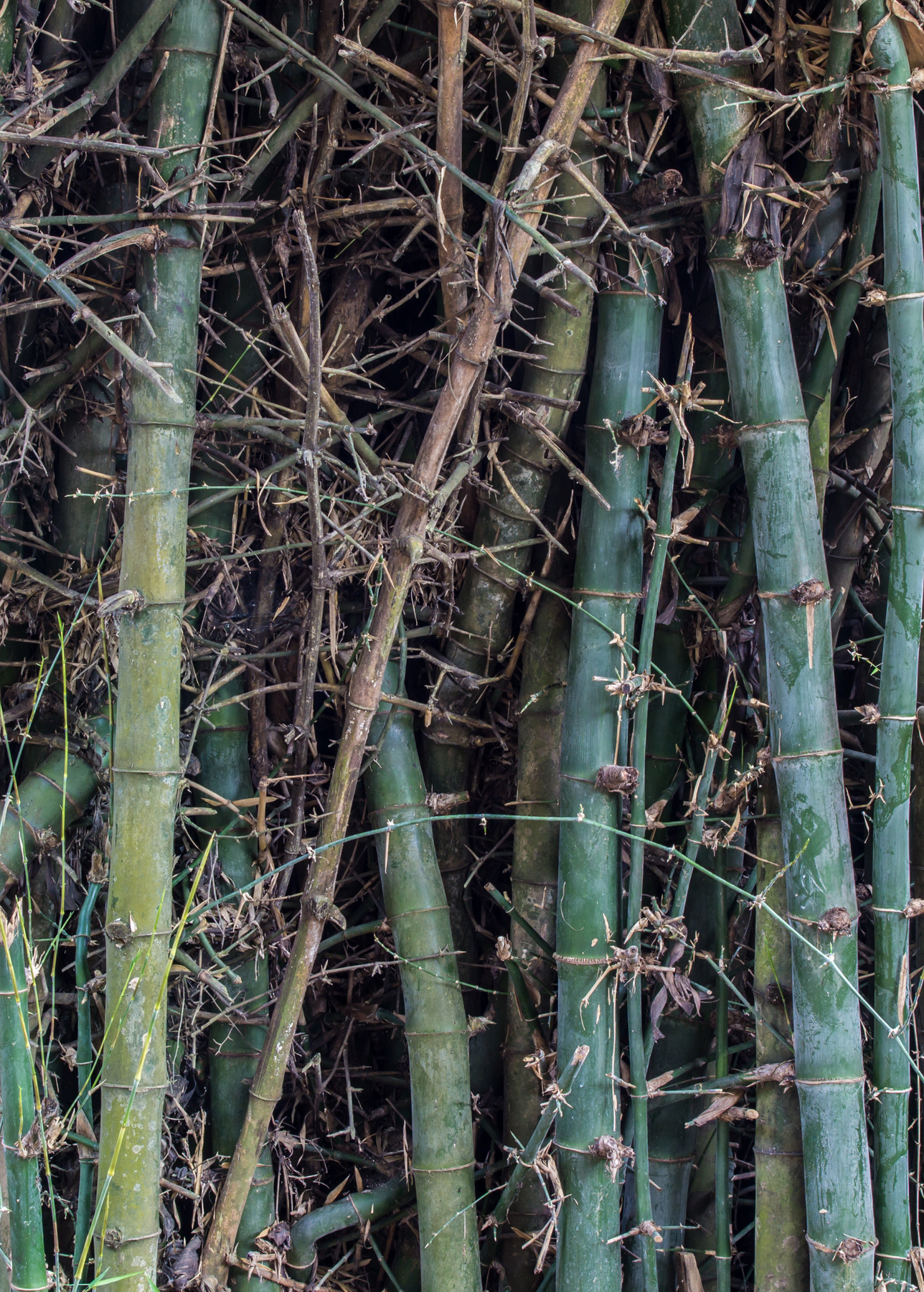 Oldhammi Sweet Shoot Edible Bamboo Plants For Sale - SowExotic.com ...