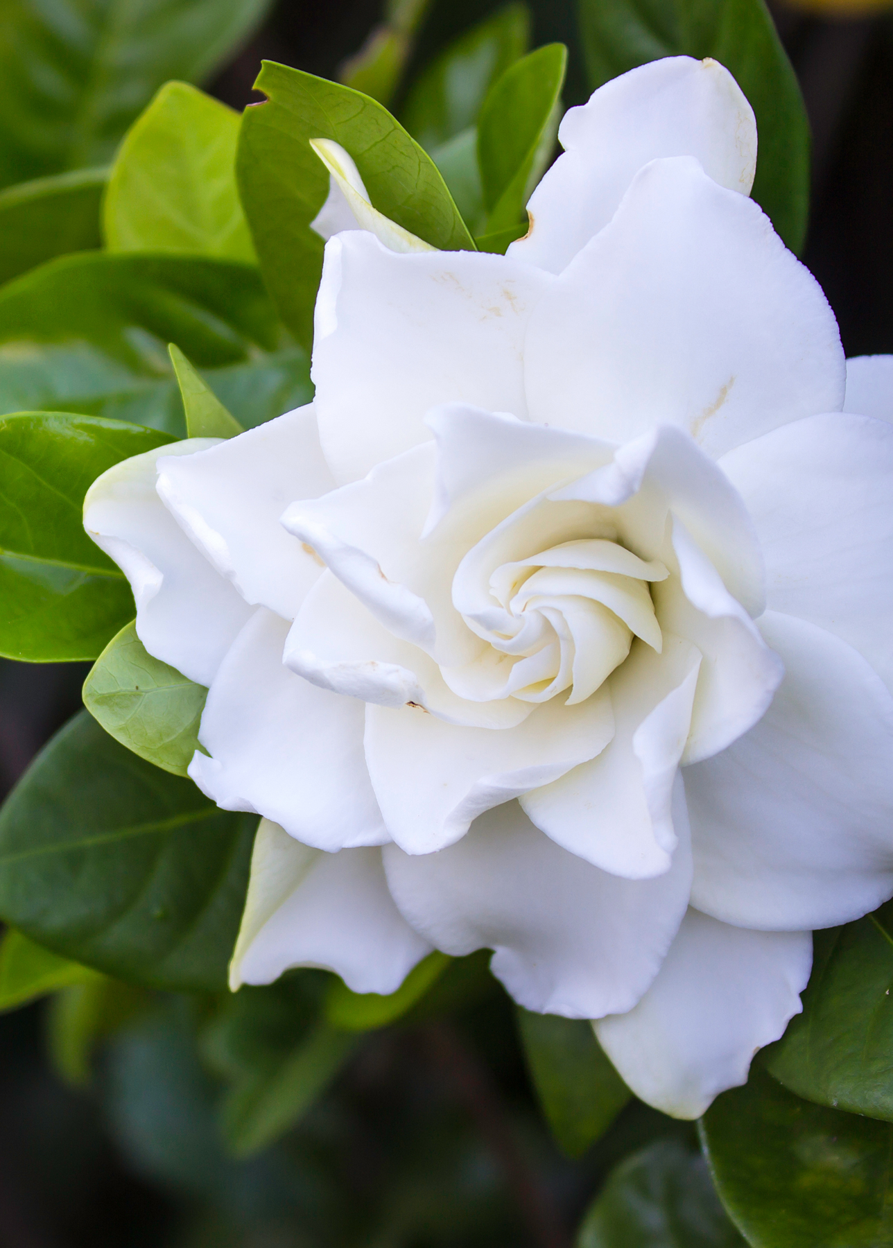 Belmont Gardenia Plants For Sale