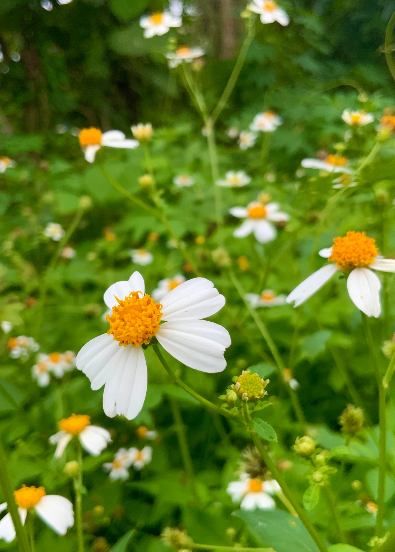 Spanish Needle (Bidens Alba) Live Plants For Sale