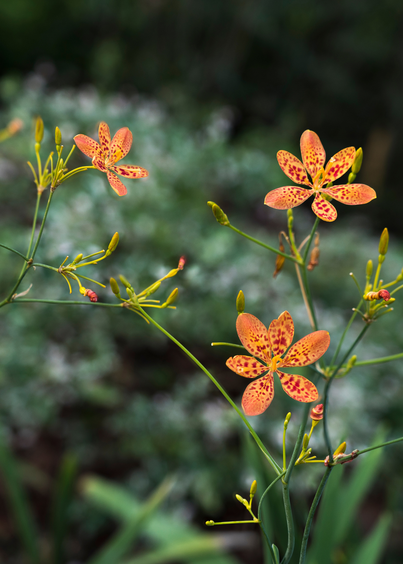 lily flower seeds for sale Blackberry Lily (Iris domestica) Large Coconut Coir Pot / Single