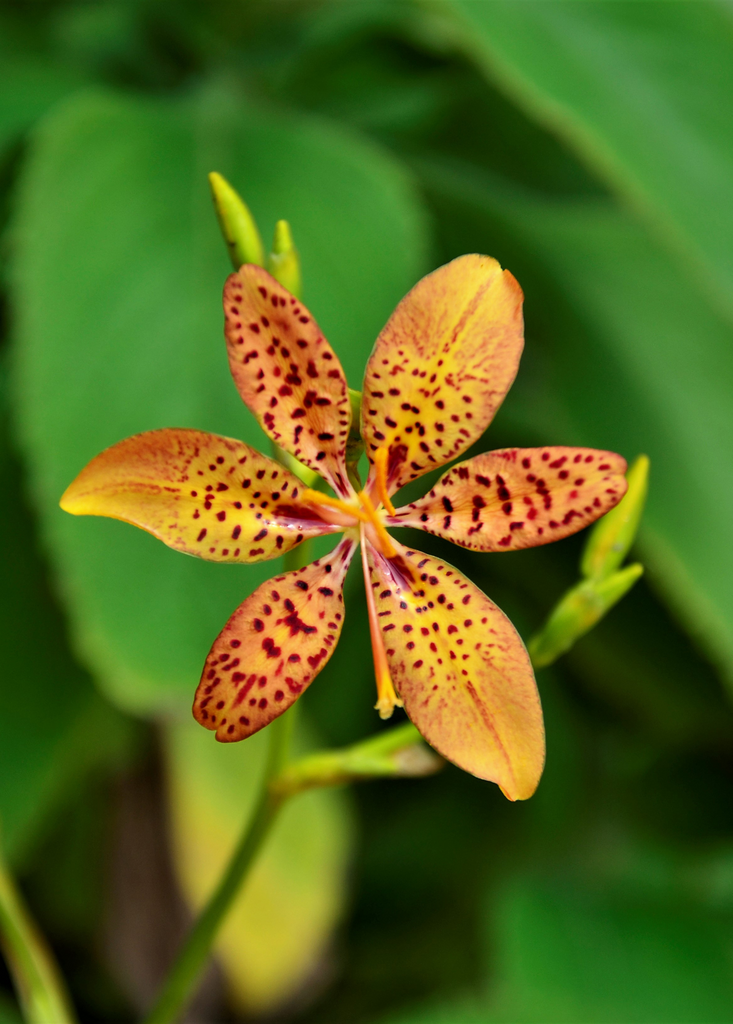 lily of the valley flower for sale Blackberry Lilly Plants For Sale