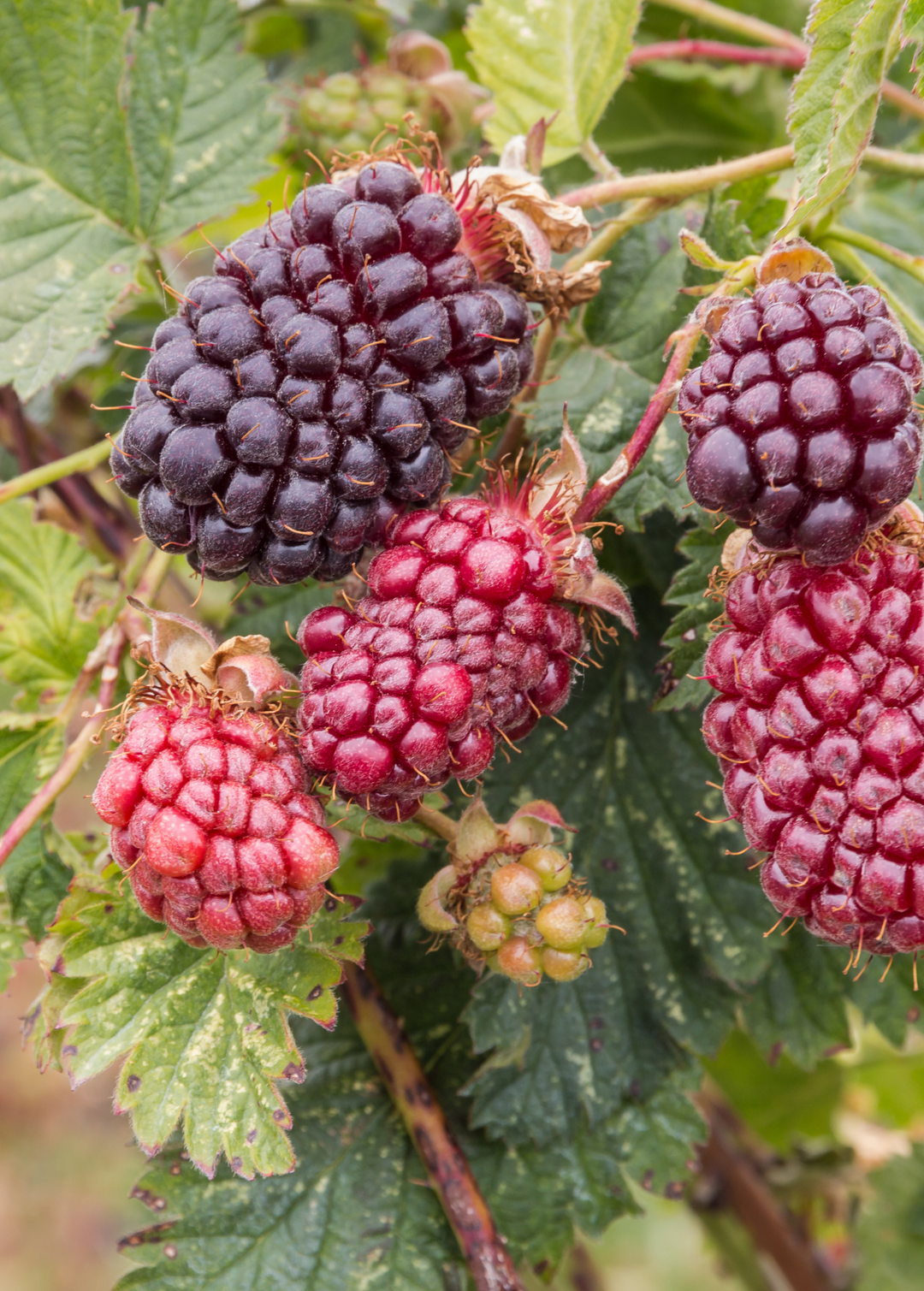 Boysenberry Plants For Sale - SowExotic.com – Sow Exotic