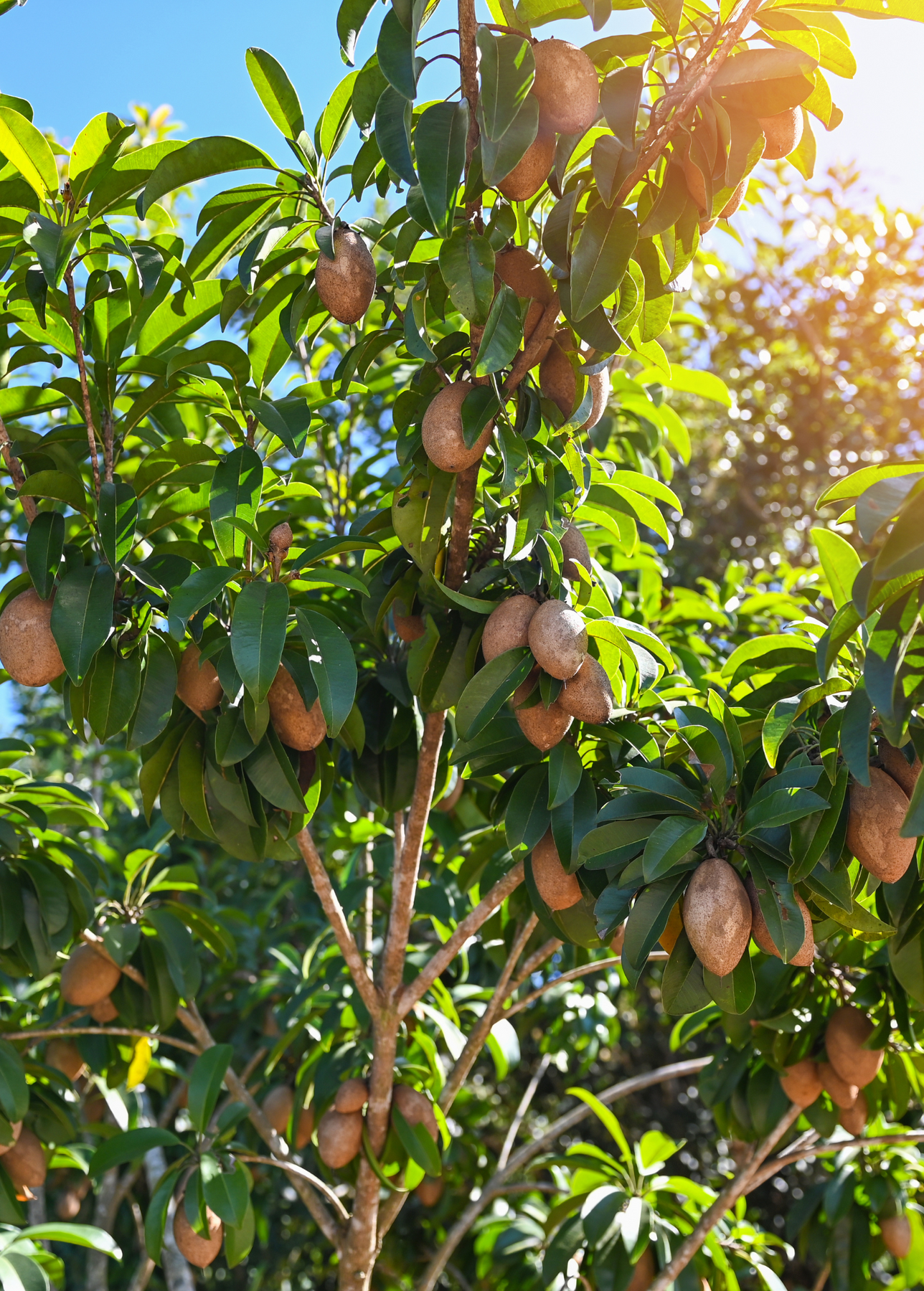 planting sapodilla seed Brown Sugar Sapodilla Tree For Sale
