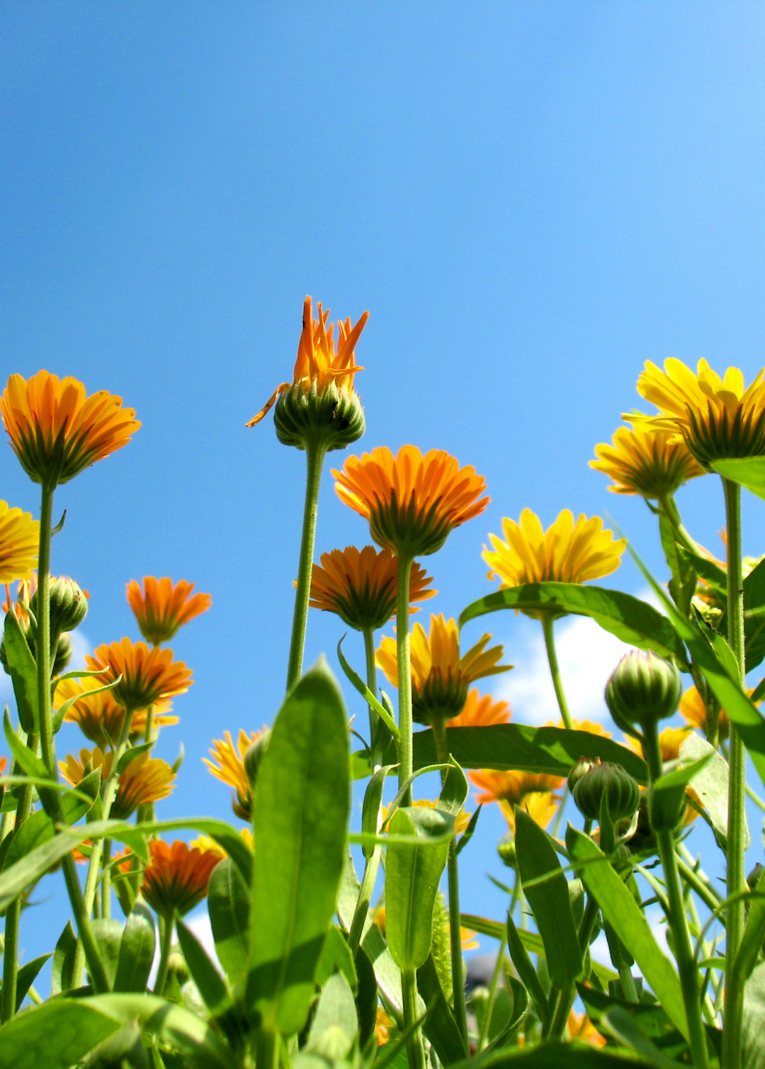Calendula Plants For Sale