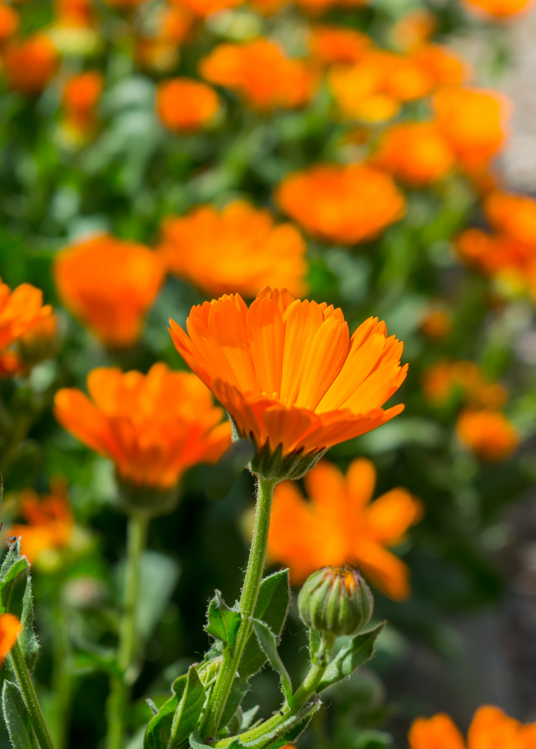 Calendula Officinalis Q